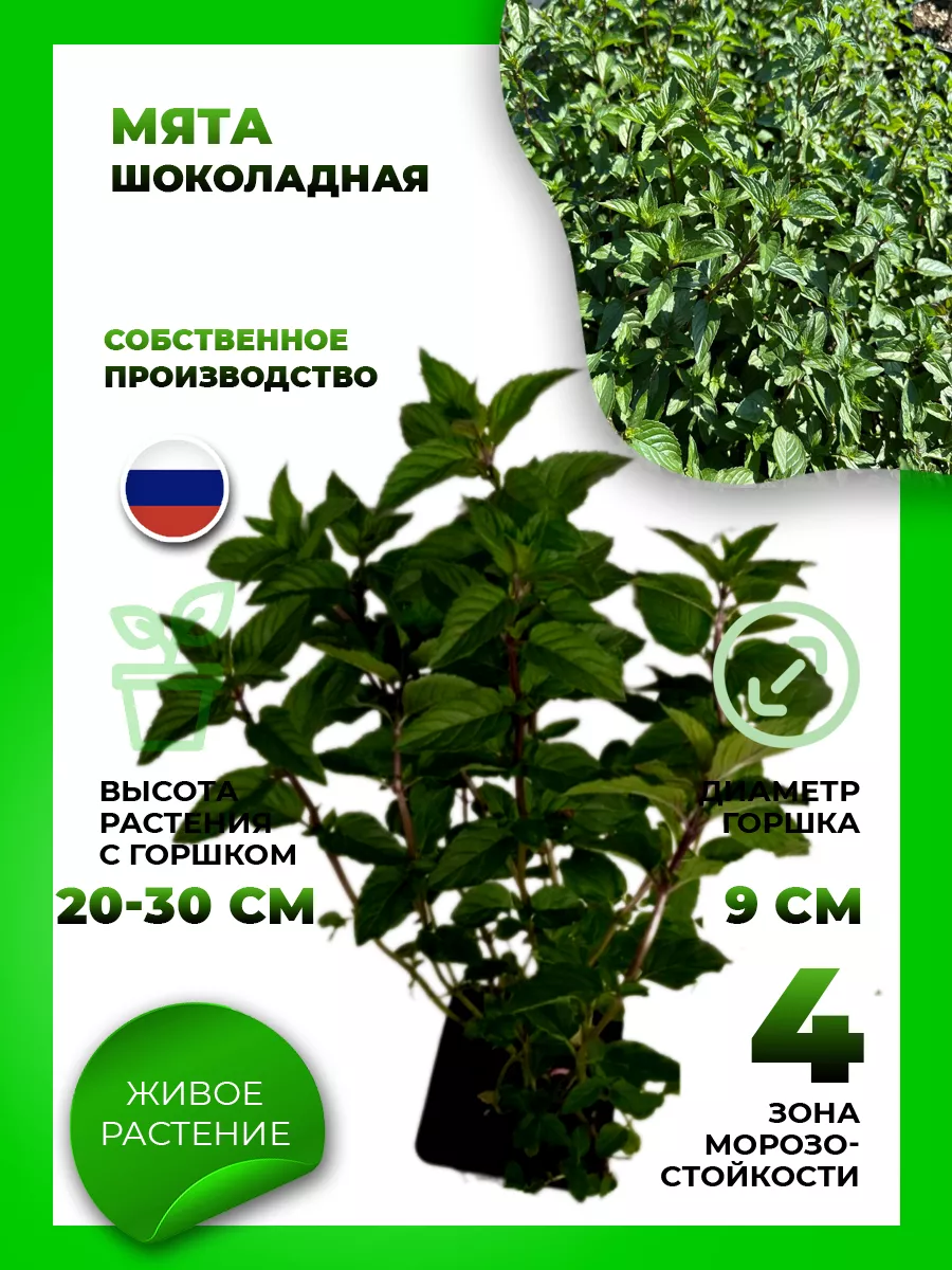 Мята Шоколадная
