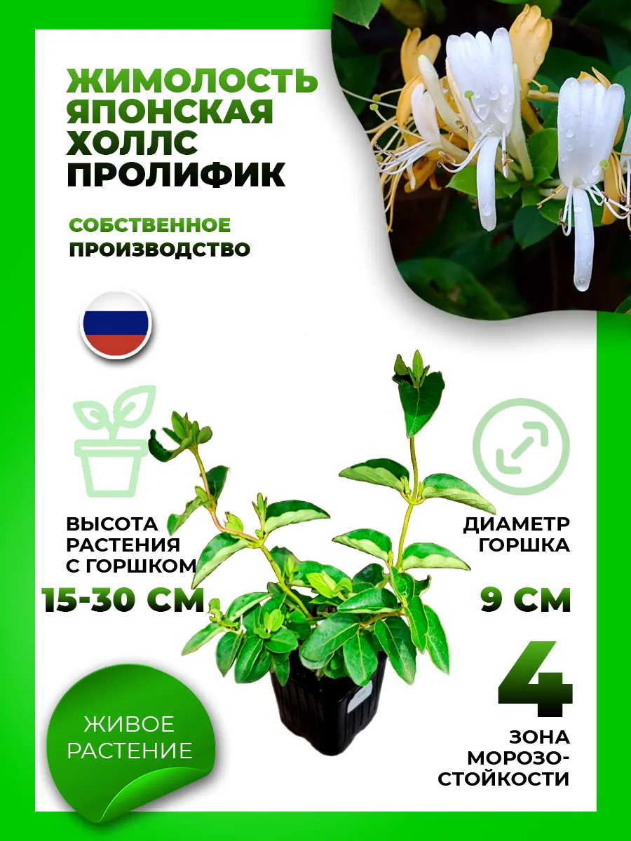 Жимолость японская Холлс Пролифик