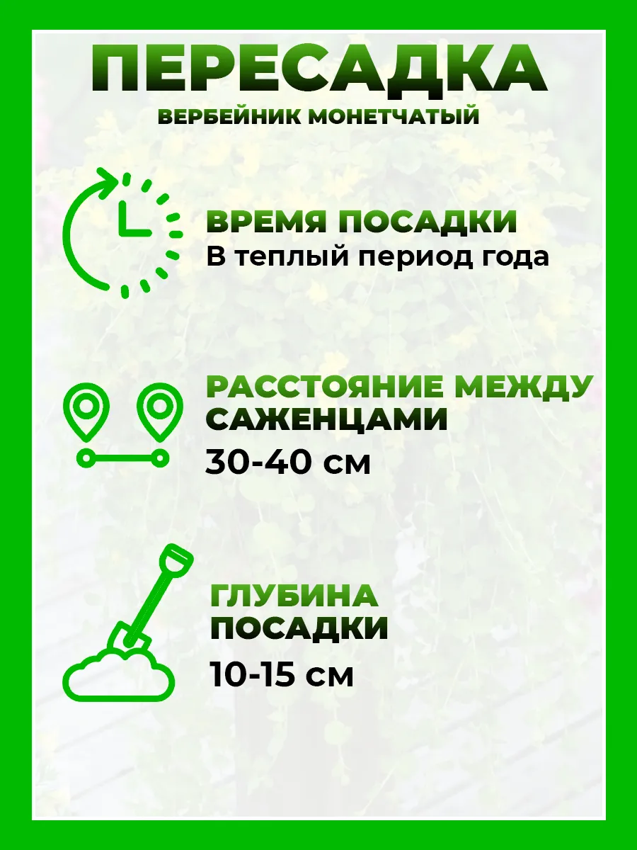 Вербейник монетчатый