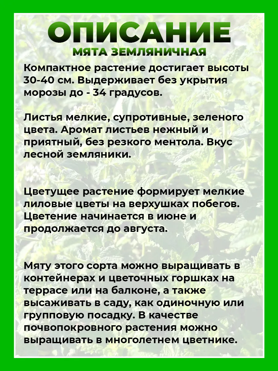 Мята Земляничная