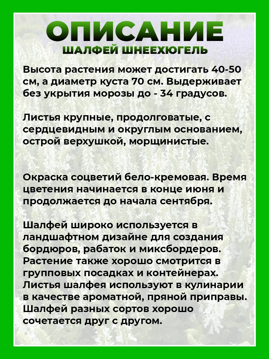 Шалфей дубравный Шнеехюгель