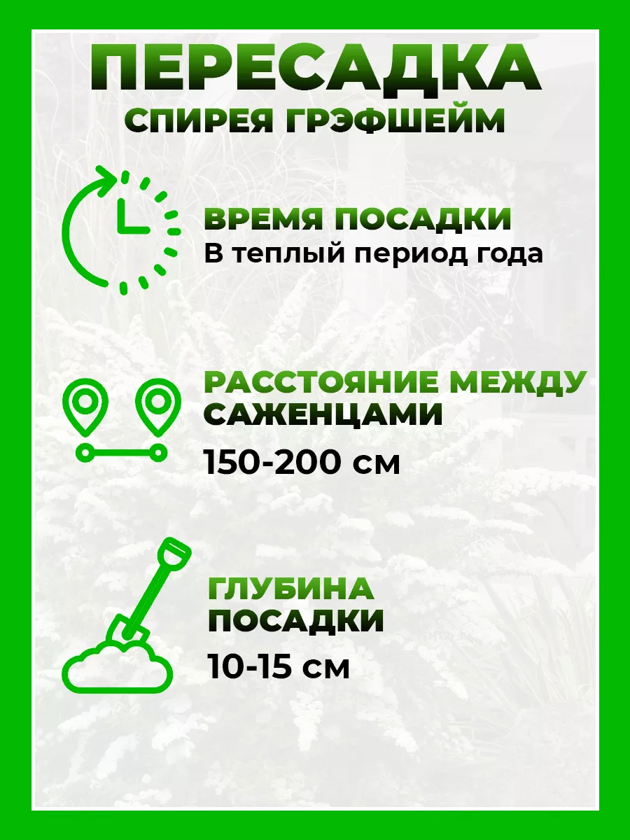 Спирея серая Грефшейм