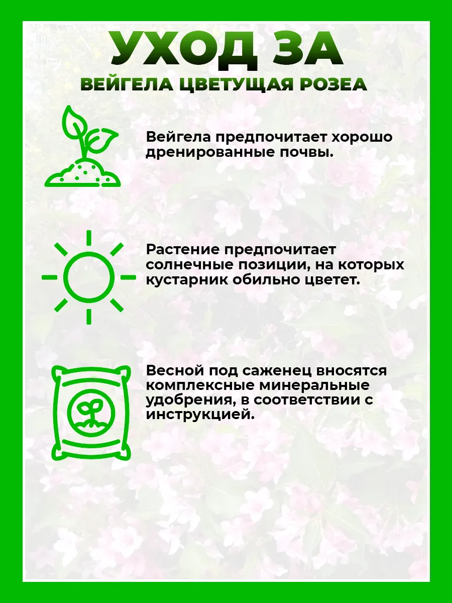 Вейгела цветущая Розеа