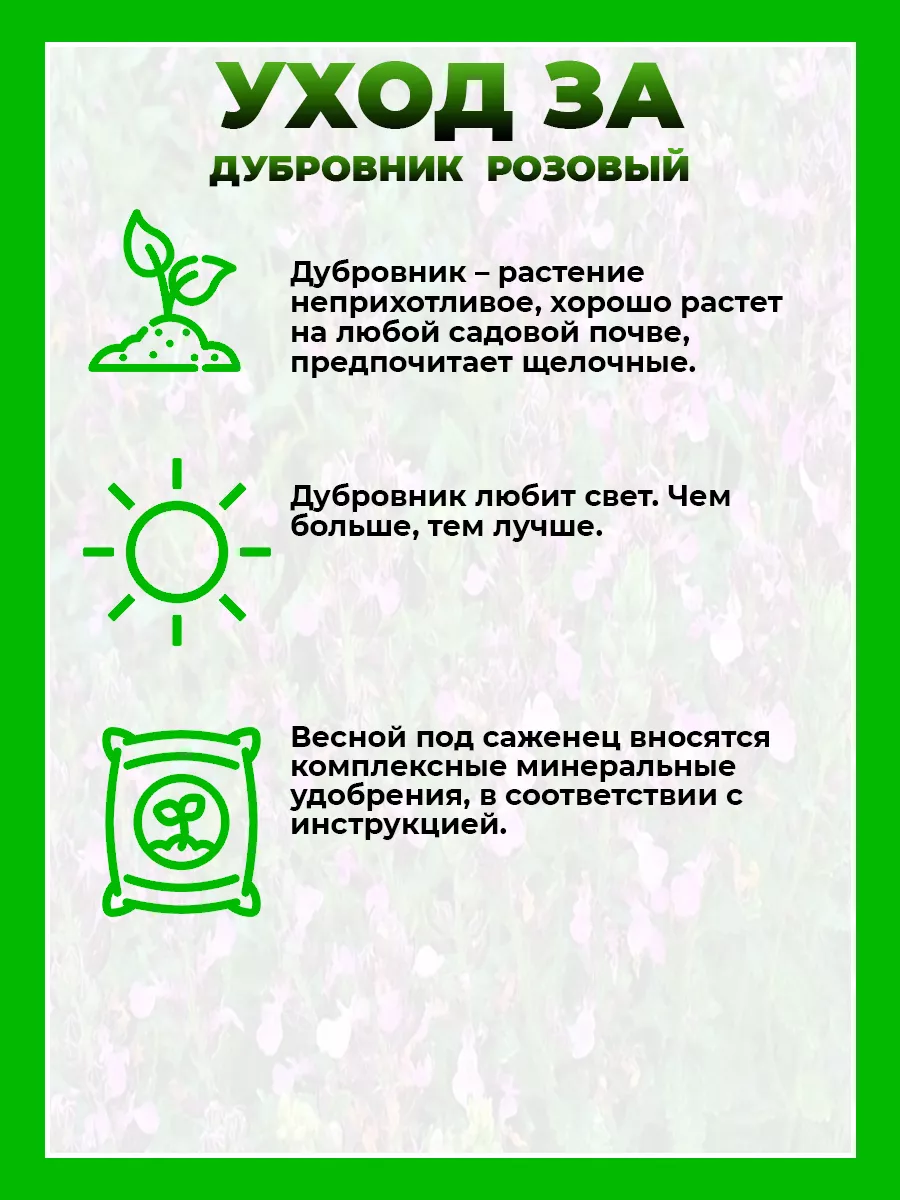 Дубровник светлеющий