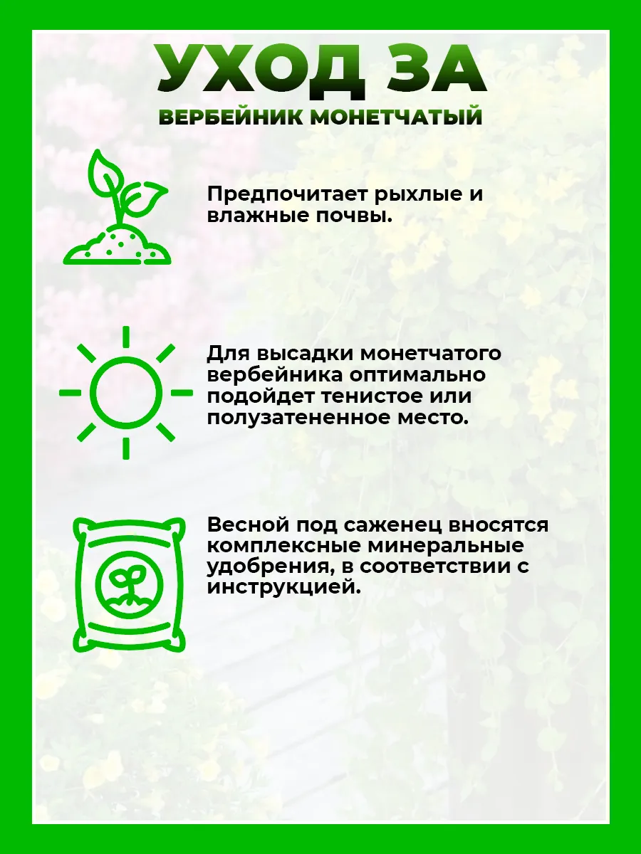 Вербейник монетчатый