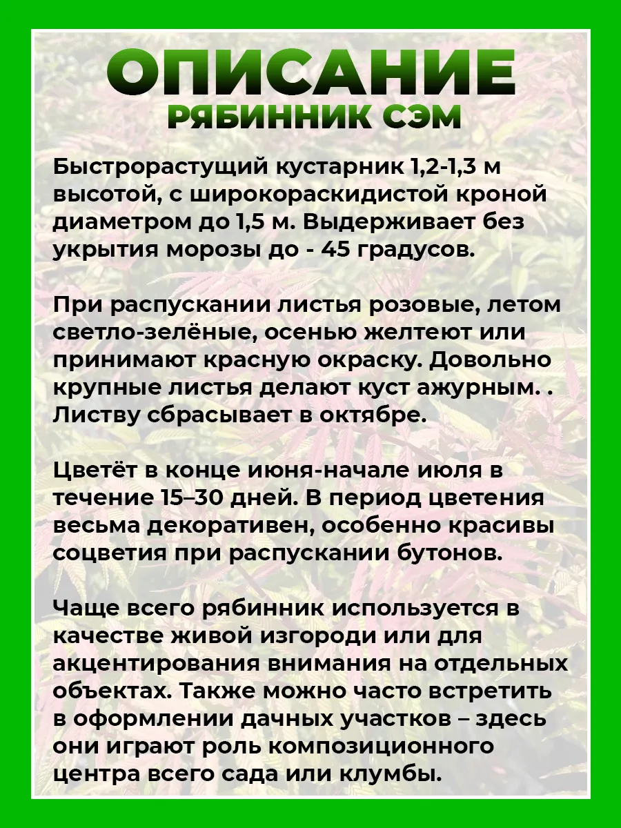 Рябинник рябинолистный Сэм