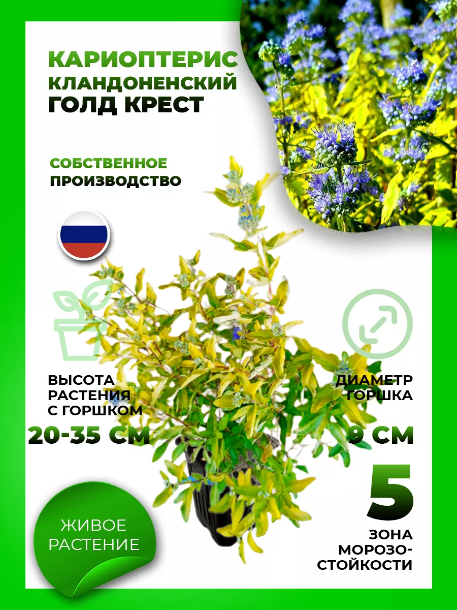Кариоптерис кландоненский Голд Крест