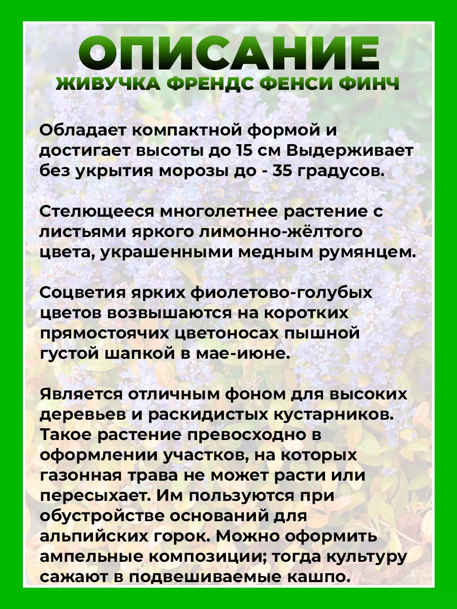 Живучка ползучая Фезеред Френдс Фенси Финч