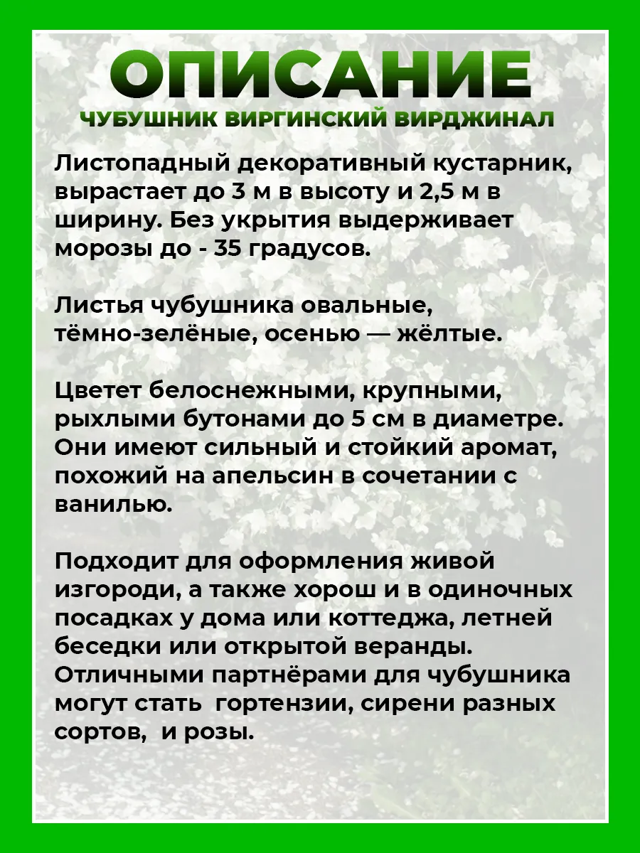 Чубушник виргинский Вирджинал