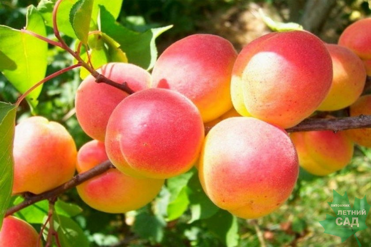 Абрикос Краснощекий поздний (Prunus armeniaca Krasnoschekiy)