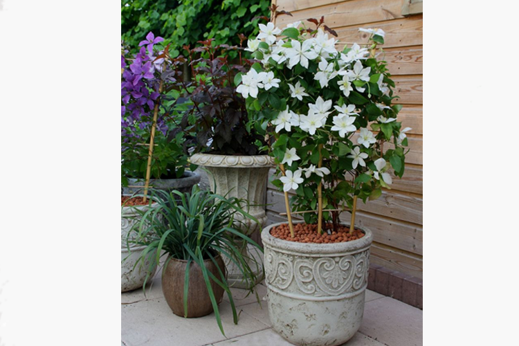 Клематис Беби стар (Clematis Baby Star) Р9 — Питомник Летний сад