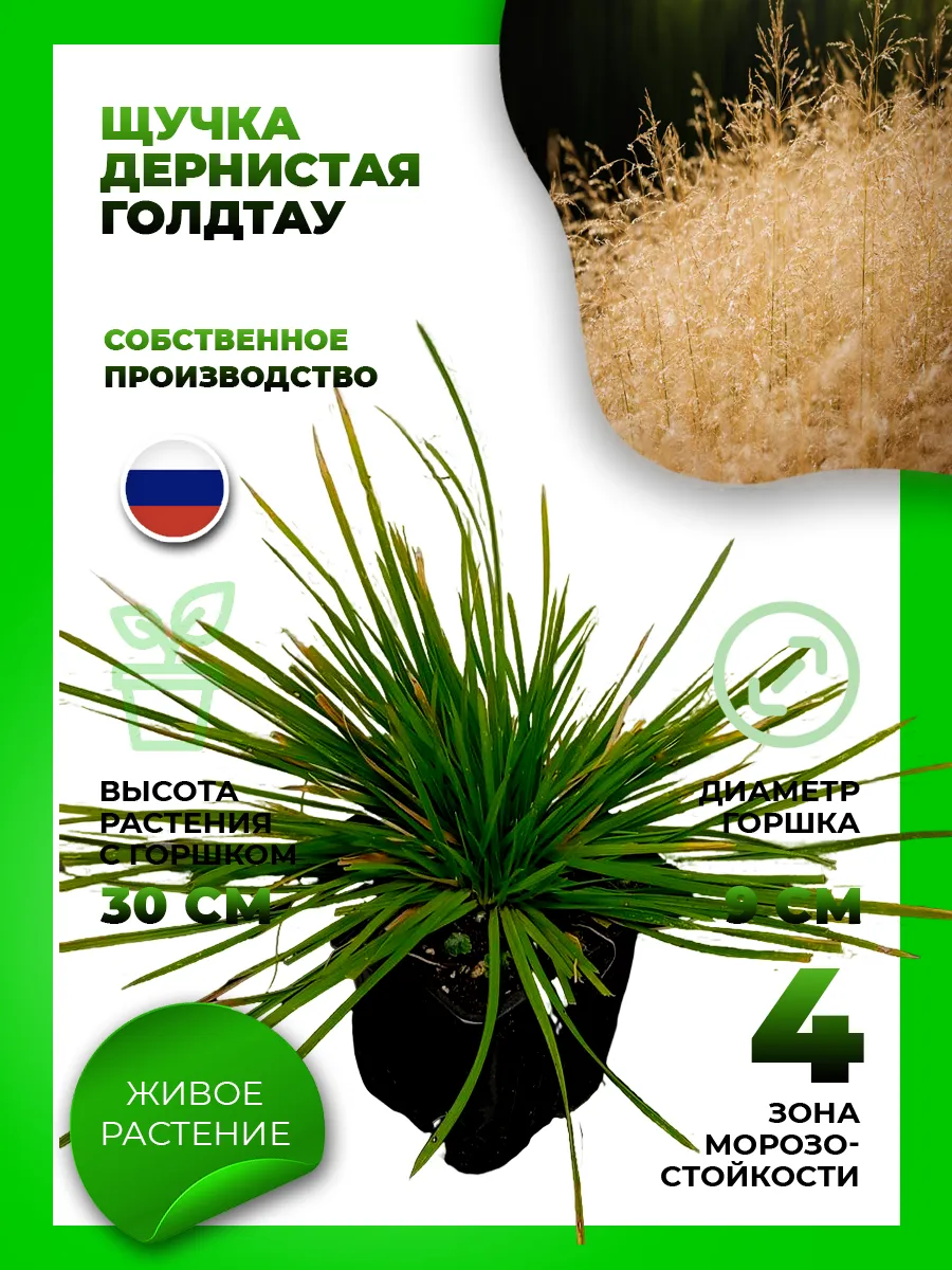 Щучка дернистая Голдтау