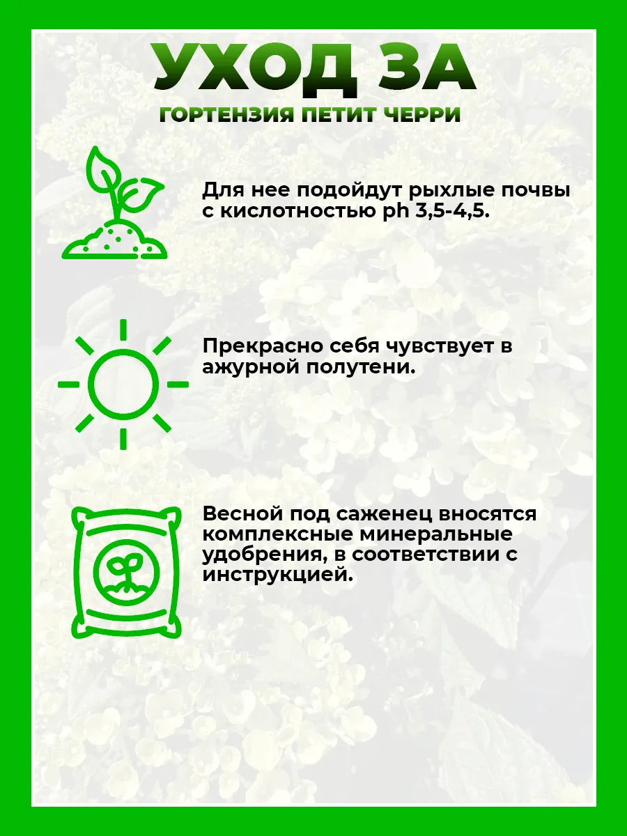 Гортензия метельчатая Петит Черри