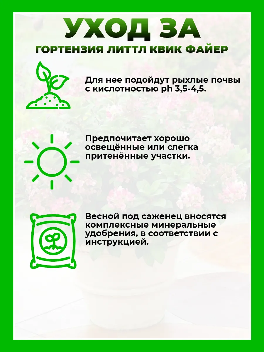 Гортензия метельчатая Литтл Квик Файер