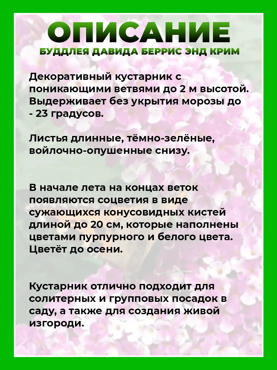 Буддлея Давида Беррис энд Крим