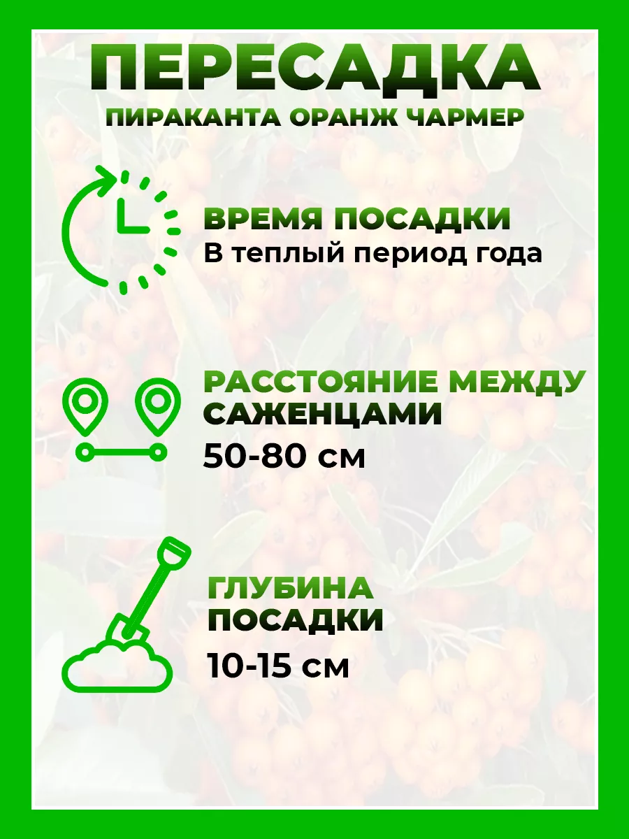 Пираканта гибридная Оранж Чармер