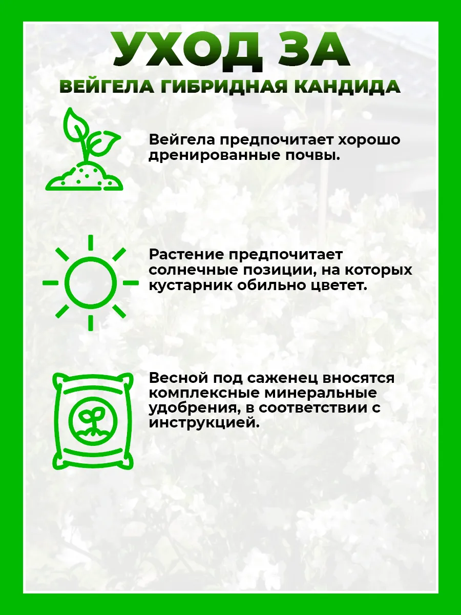 Вейгела гибридная Кандида