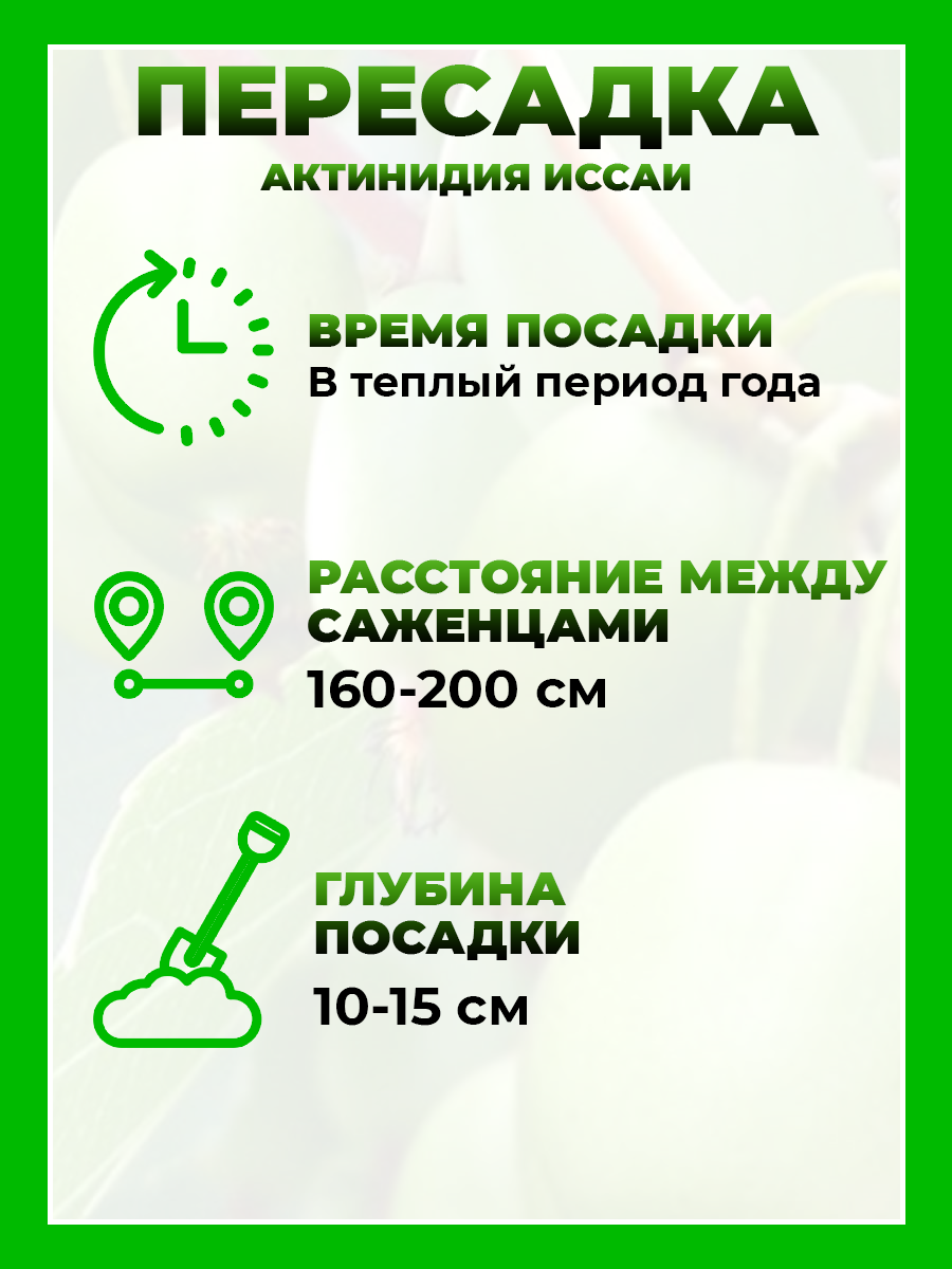 Актинидия острая Иссаи