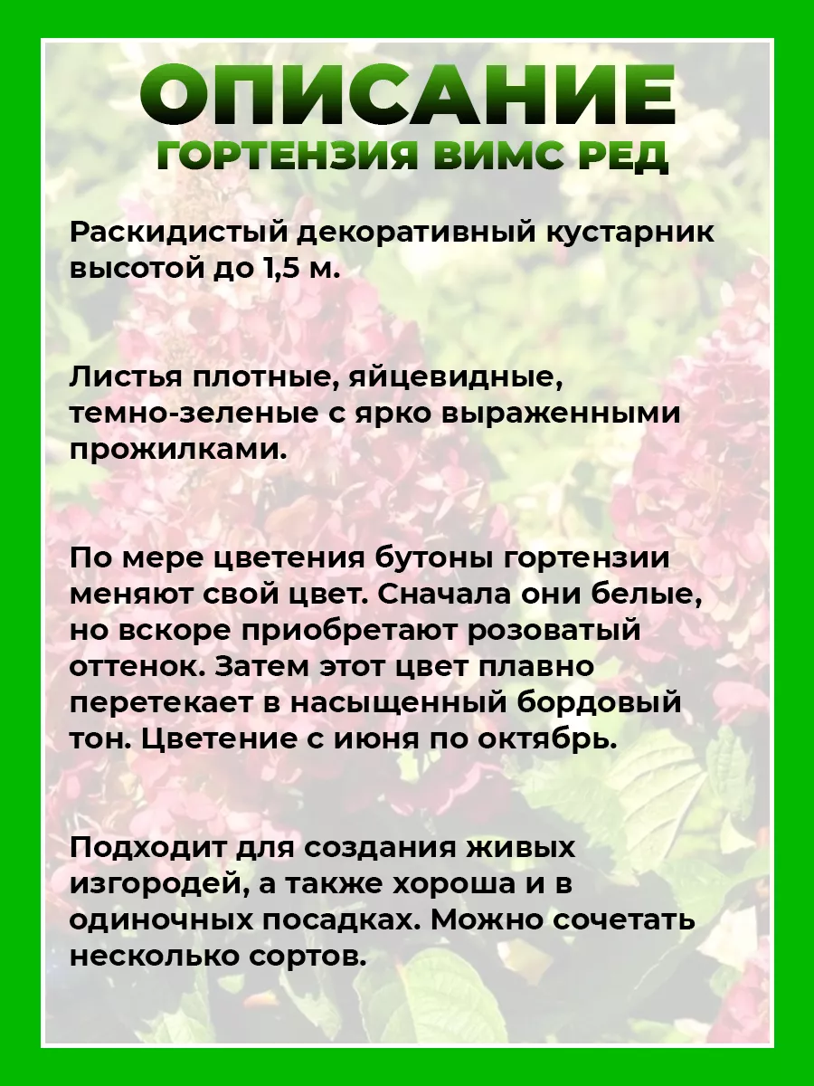 Гортензия метельчатая Вимс Ред