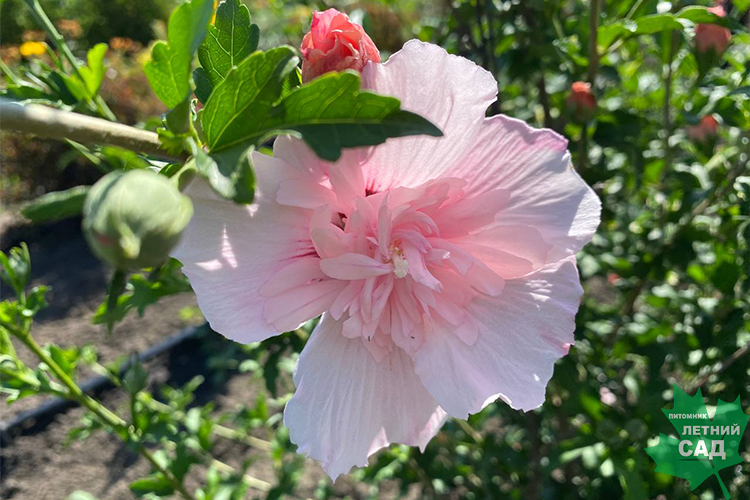 Бисексуалдың бос уақыты