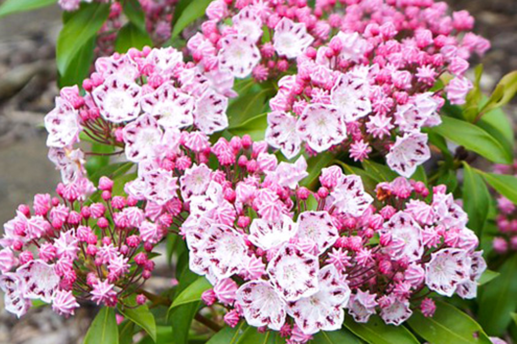 Кальмия широколистная Гинкона (Kalmia latifolia Ginkona) С2 — Питомник ...