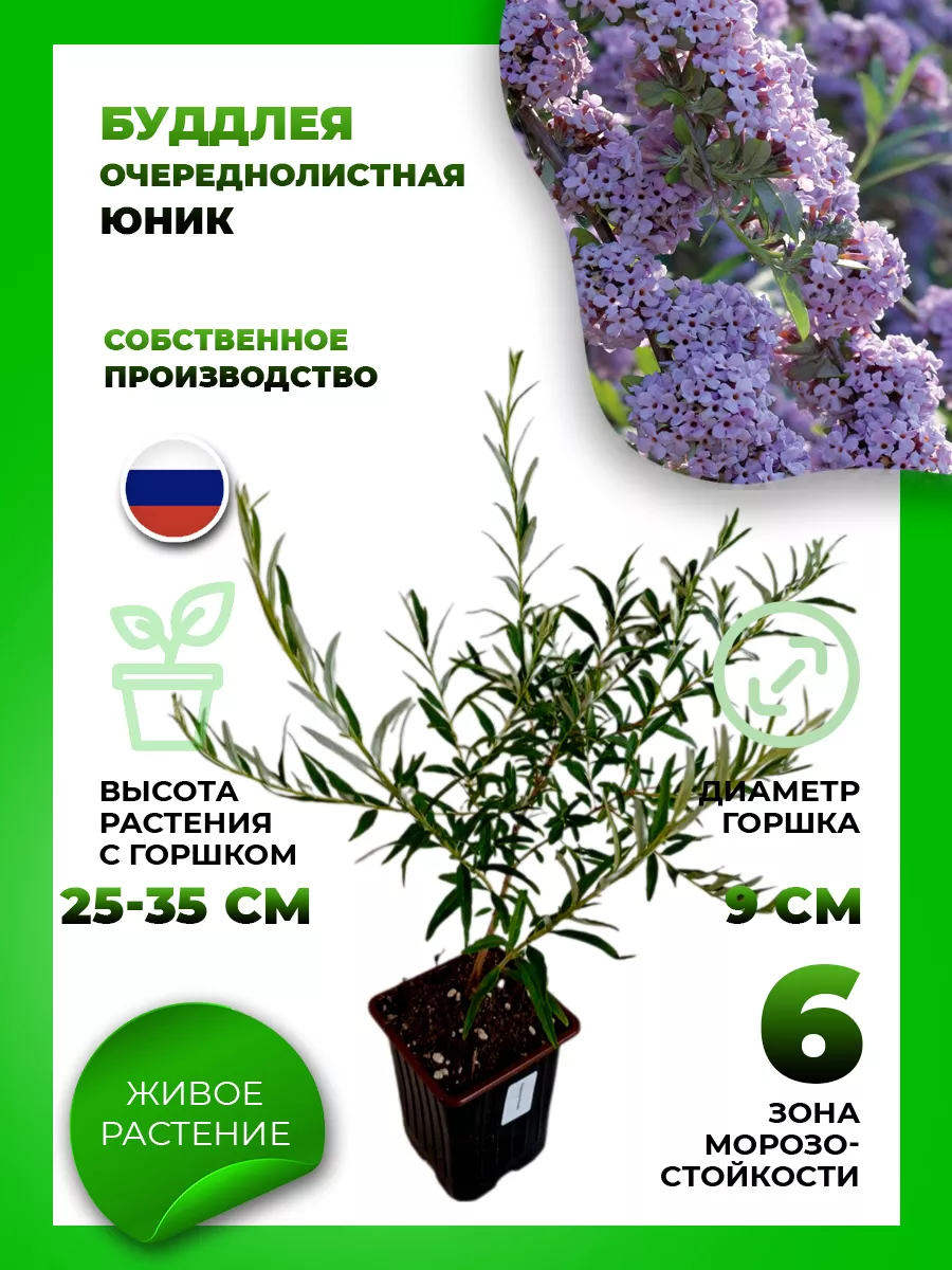 Буддлея очереднолистная Юник