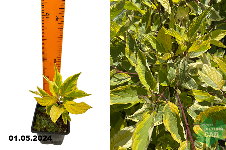 Дерен белый Шпэти (Cornus alba Spaethii) Р9