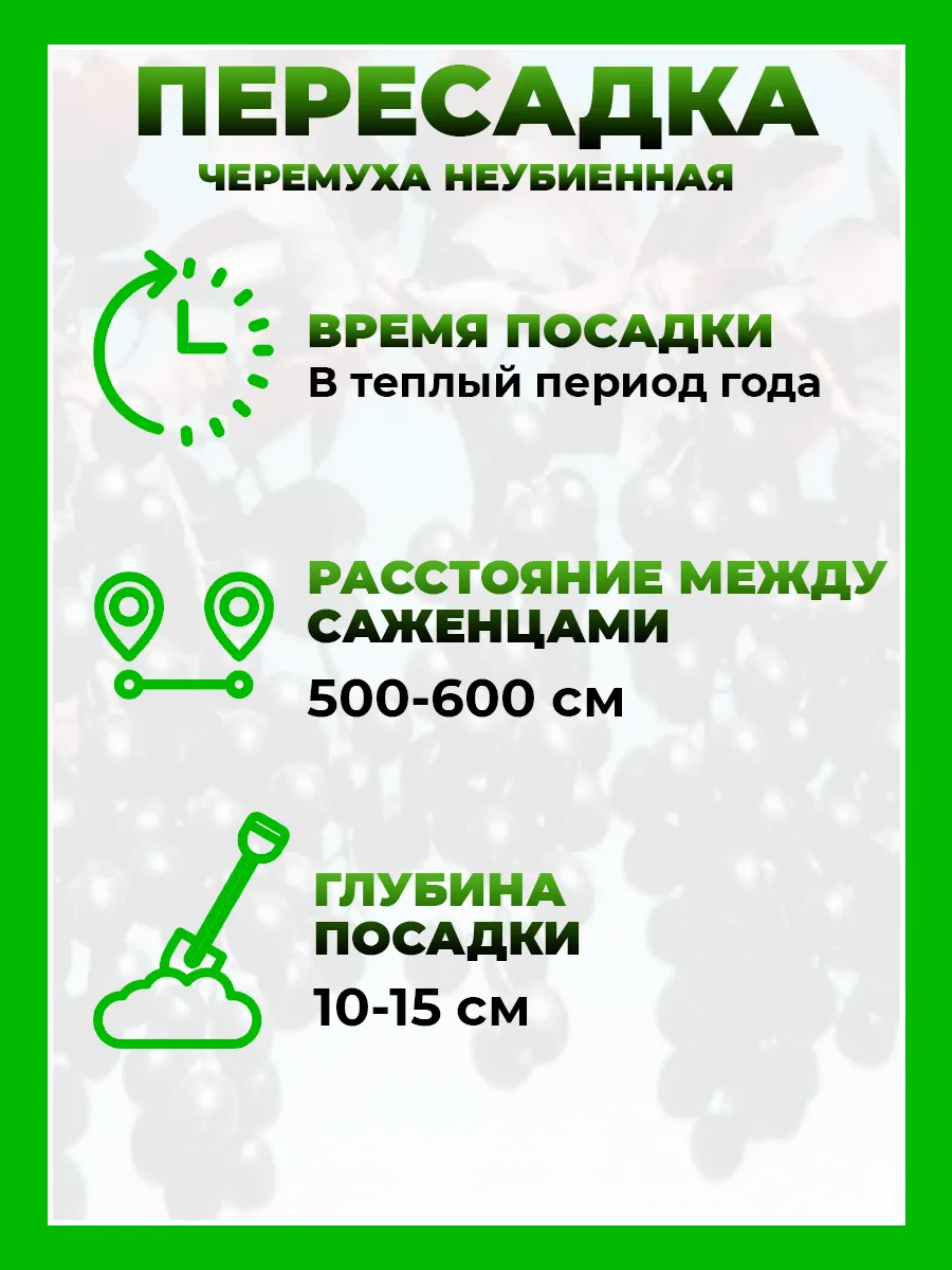 Черемуха Неубиенная