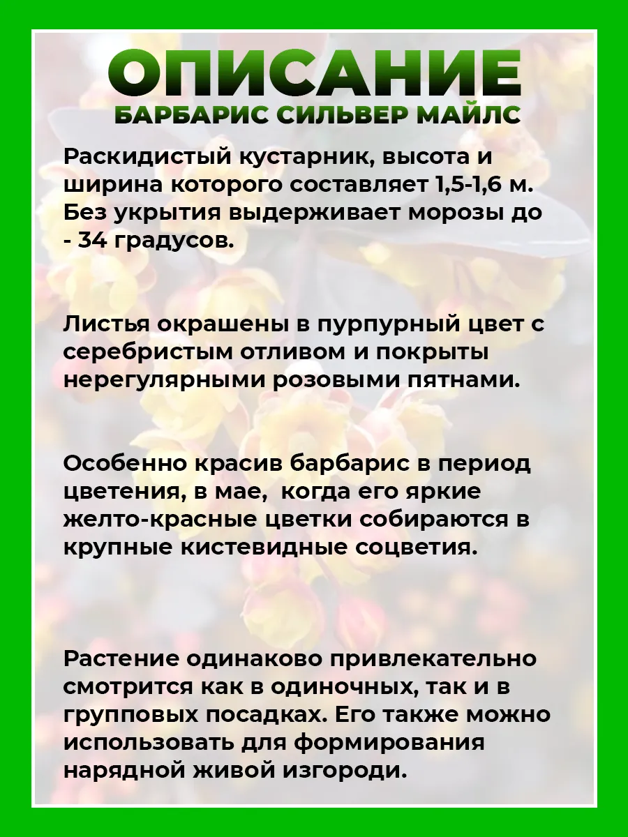 Барбарис оттавский Сильвер Майлс