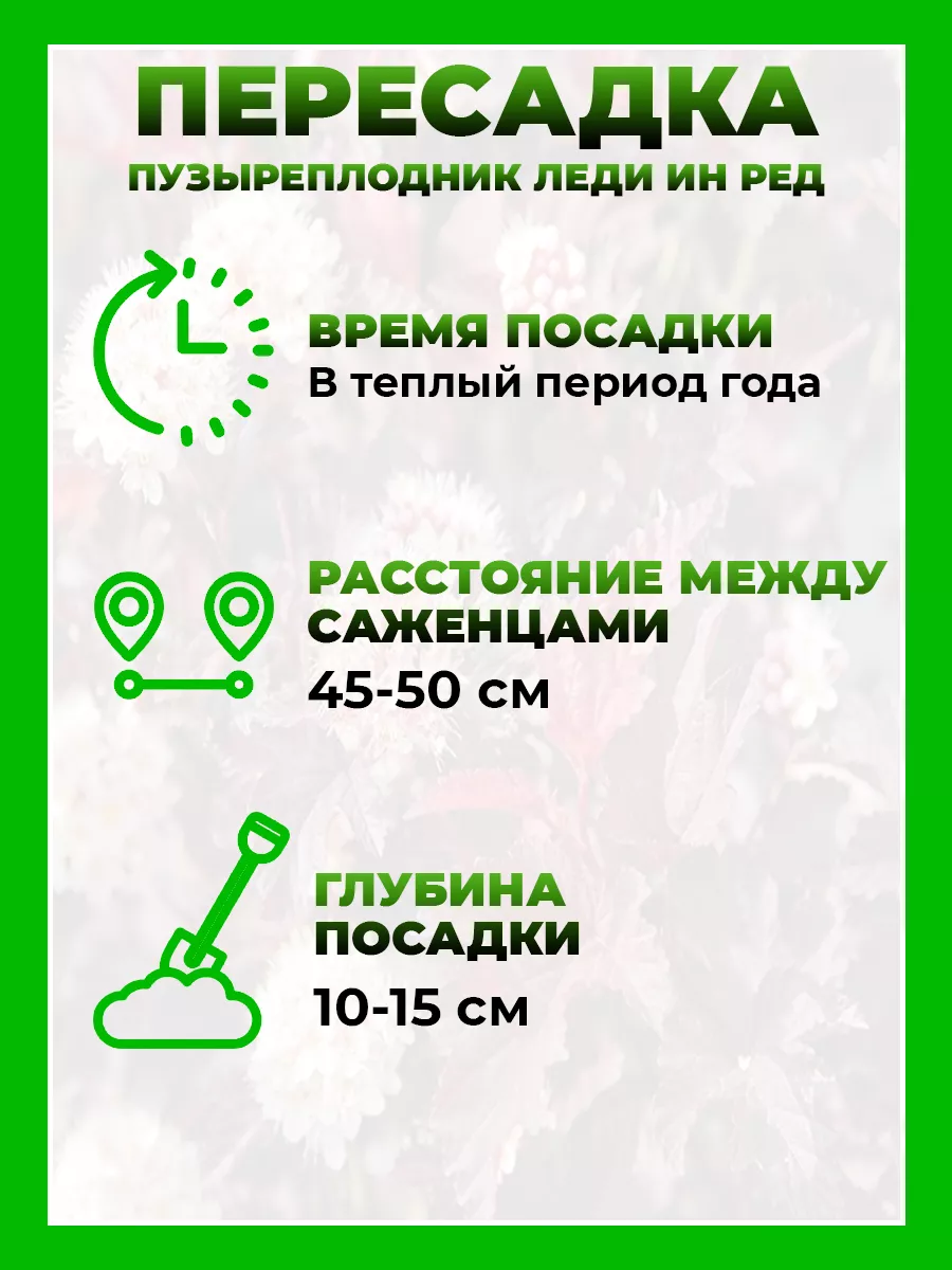 Пузыреплодник калинолистный Леди ин Ред