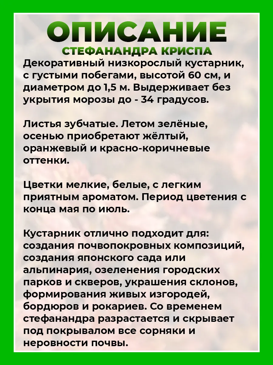 Стефанандра надрезаннолистная Криспа