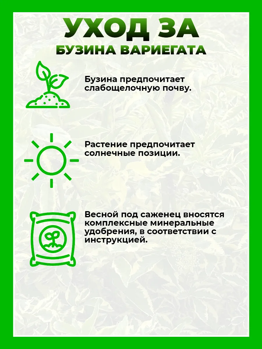 Бузина черная Вариегата