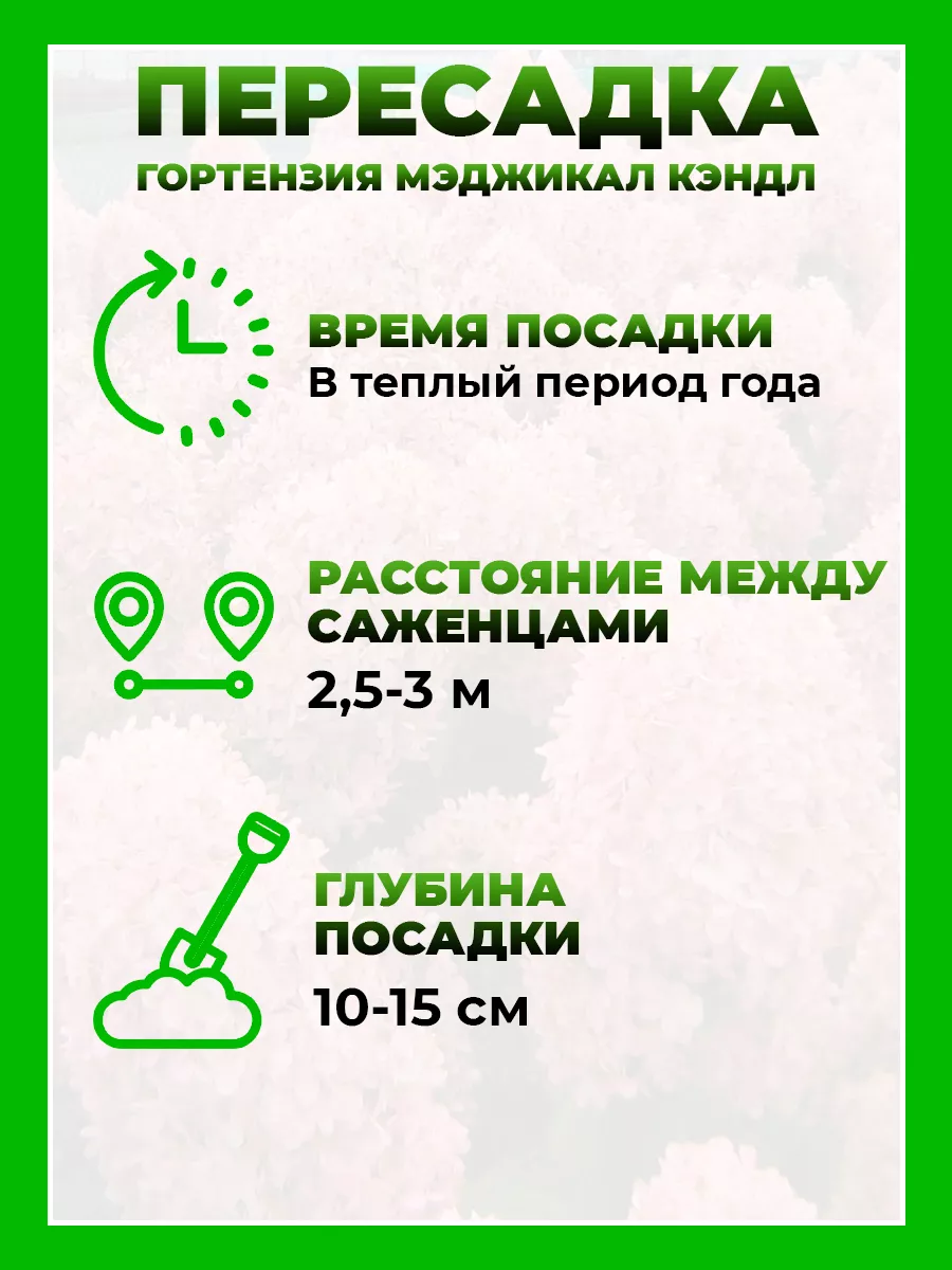Гортензия метельчатая Мэджикал Кэндл