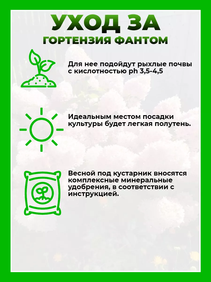 Гортензия метельчатая Фантом