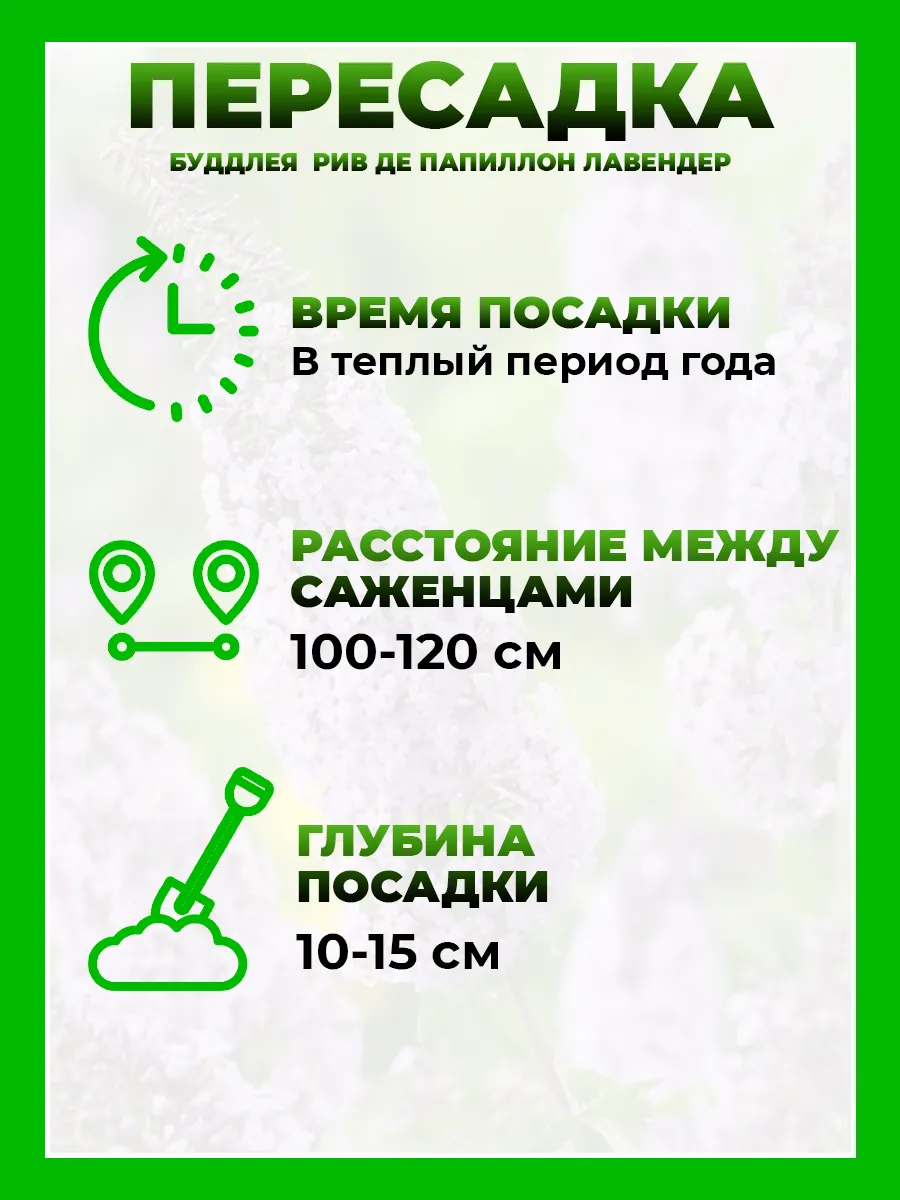 Буддлея Давида Реве де Папилон Лавендер