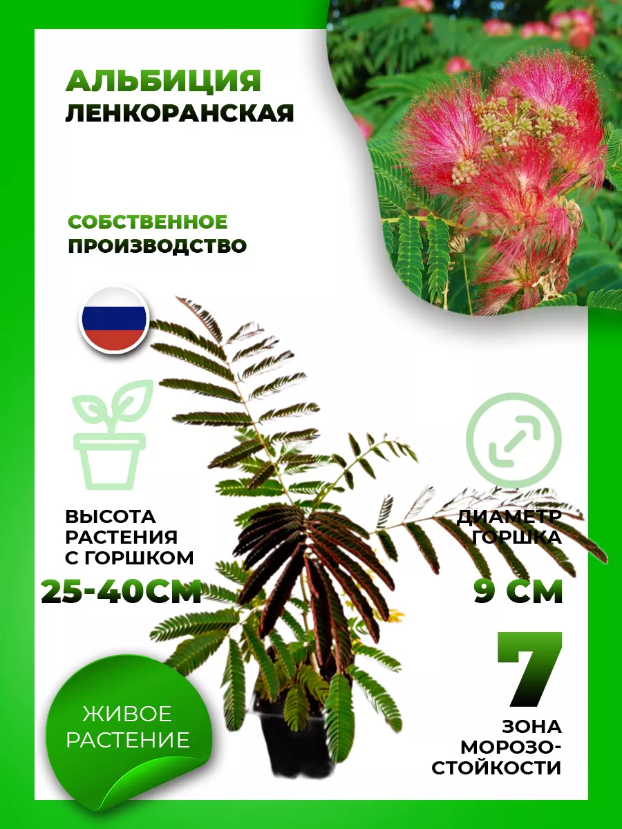 Альбиция ленкоранская