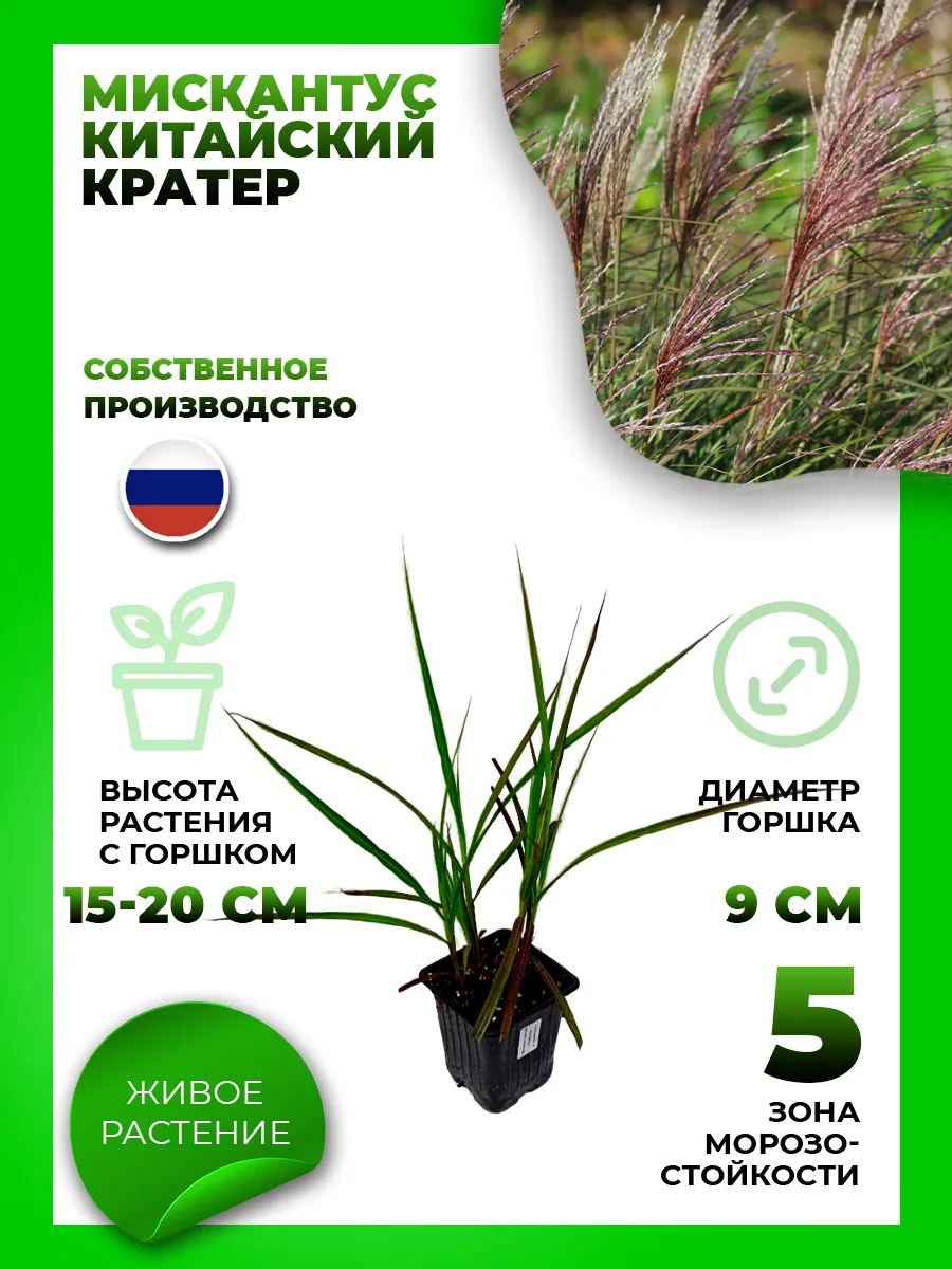 Мискантус китайский Кратер