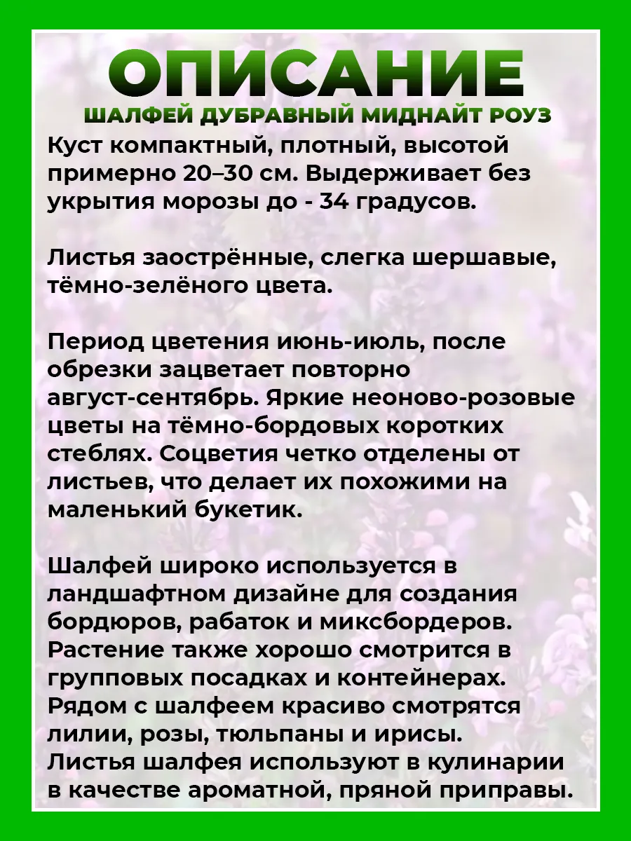 Шалфей дубравный Миднайт Роуз