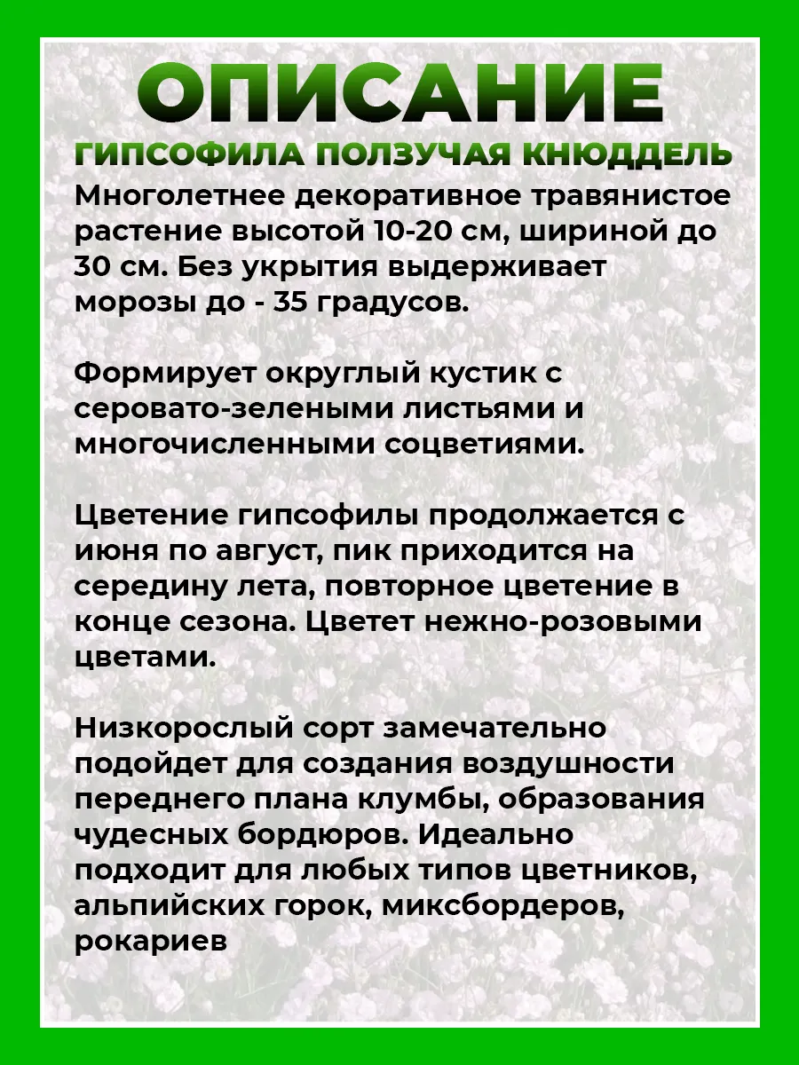 Гипсофила ползучая Кнюддель