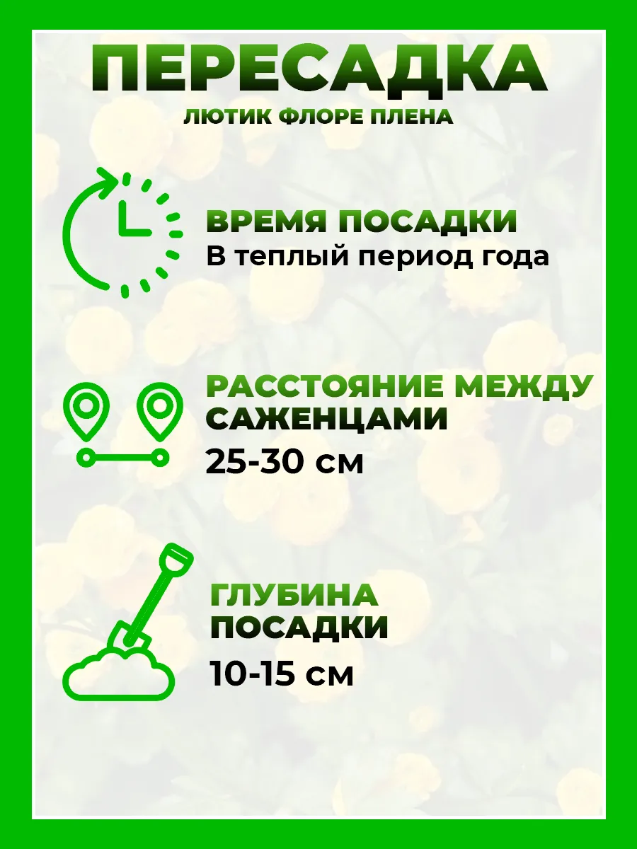 Лютик ползучий Флоре Плена