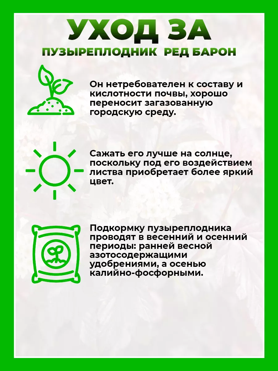 Пузыреплодник калинолистный Ред Барон