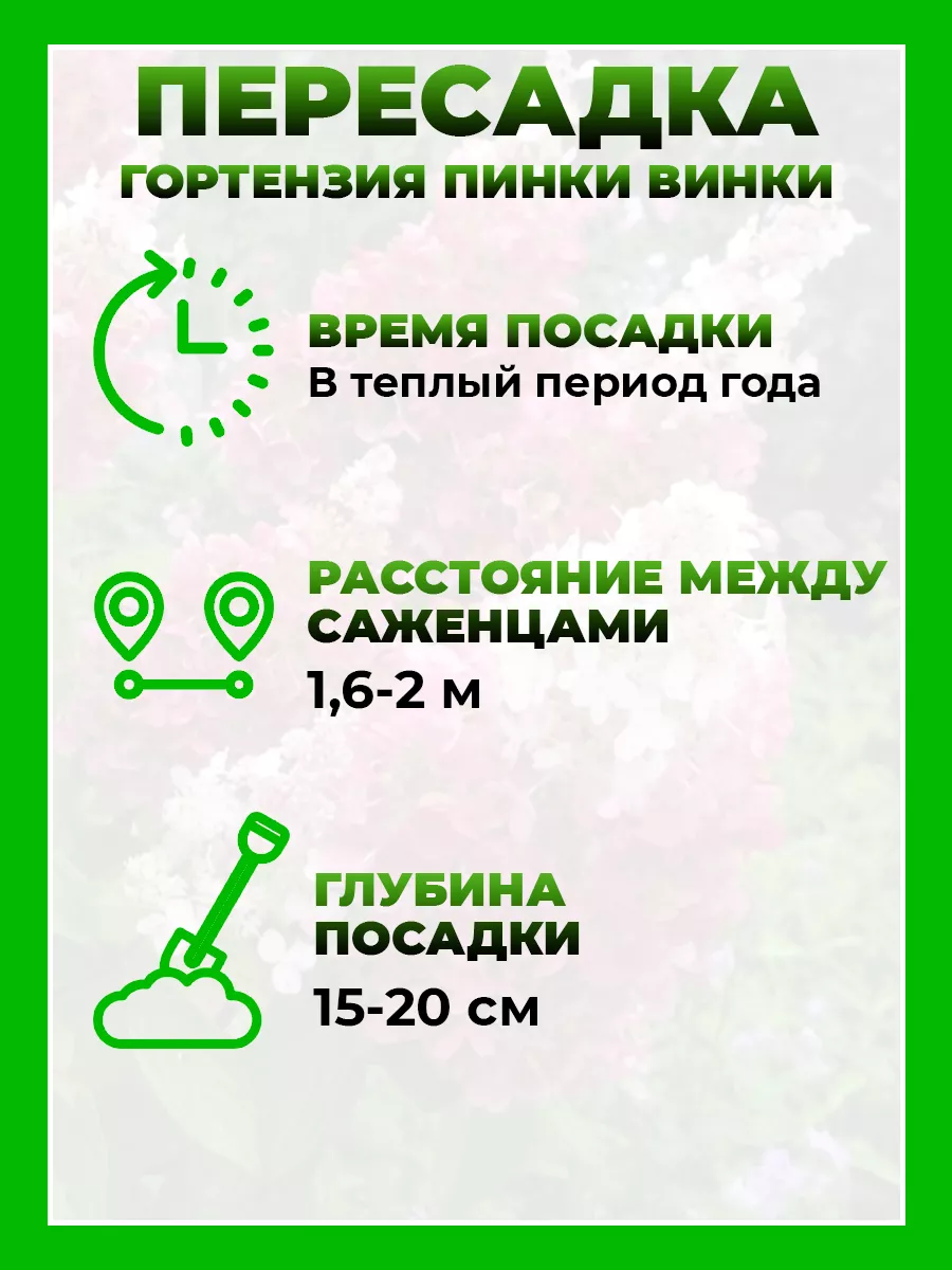 Гортензия метельчатая Пинки Винки