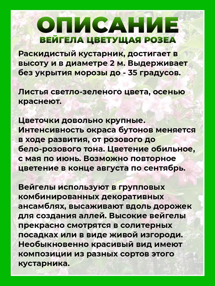 Вейгела цветущая Розеа