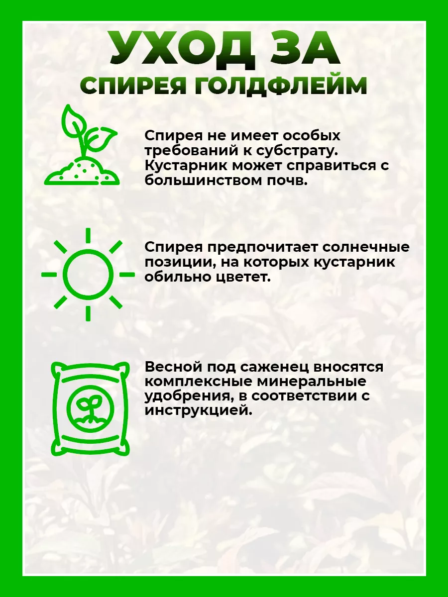 Спирея японская Голдфлэйм