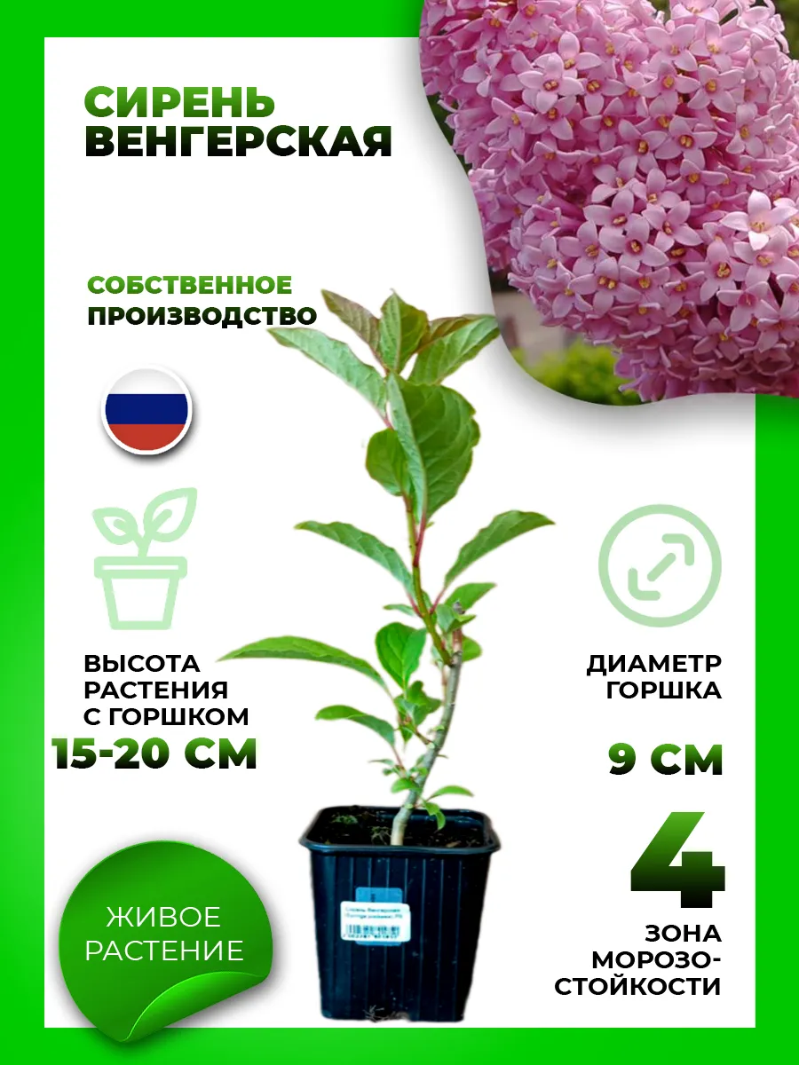 Сирень венгерская