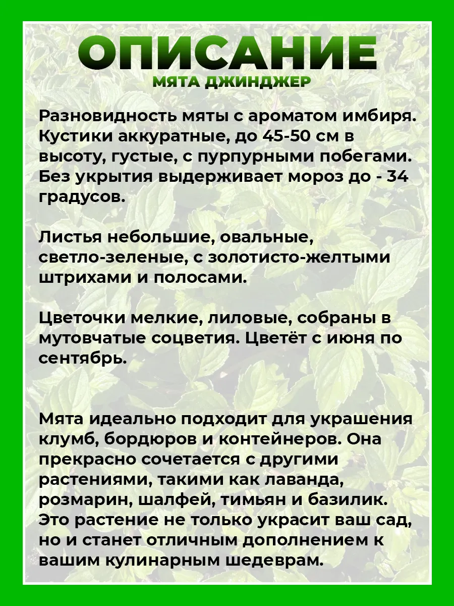 Мята Джинджер (имбирная)
