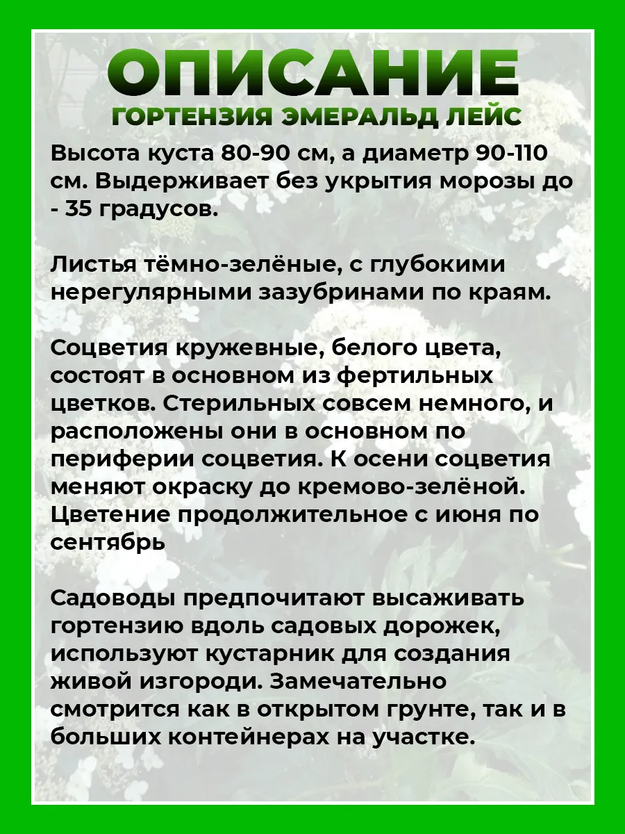 Гортензия древовидная Эмеральд Лейс