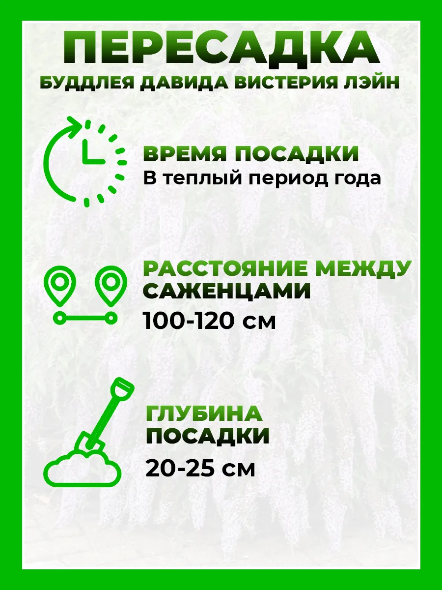 Буддлея Давида Вистерия Лэйн
