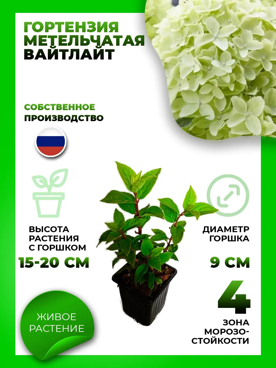 Гортензия метельчатая Гарденлайт Вайтлайт