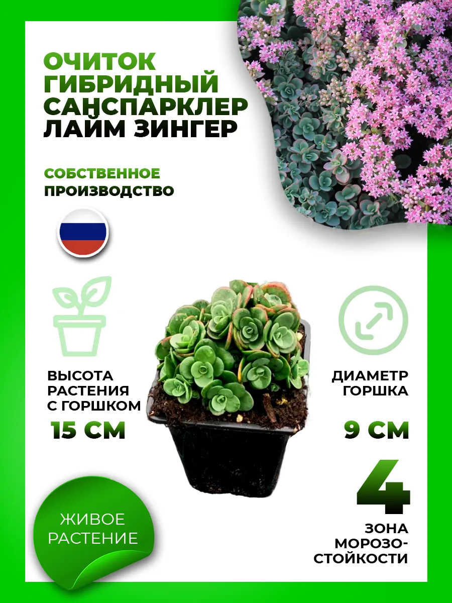 Очиток гибридный Санспарклер Лайм Зингер